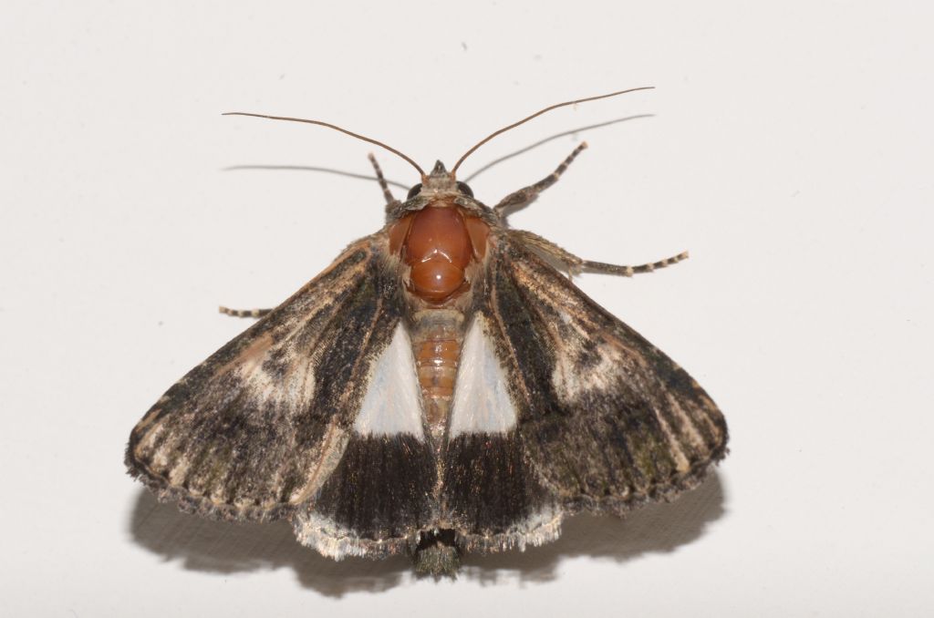 Noctuidae? S, Aedia funesta